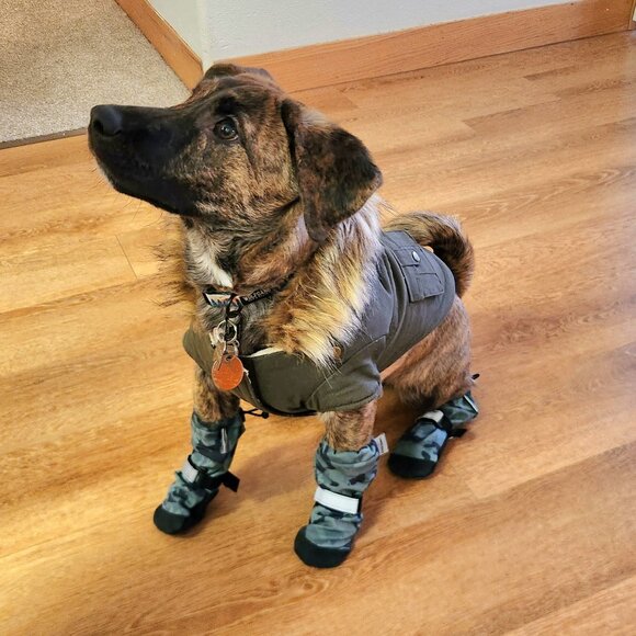 Unopened Canada Pooch Parka - Picture 7 of 7